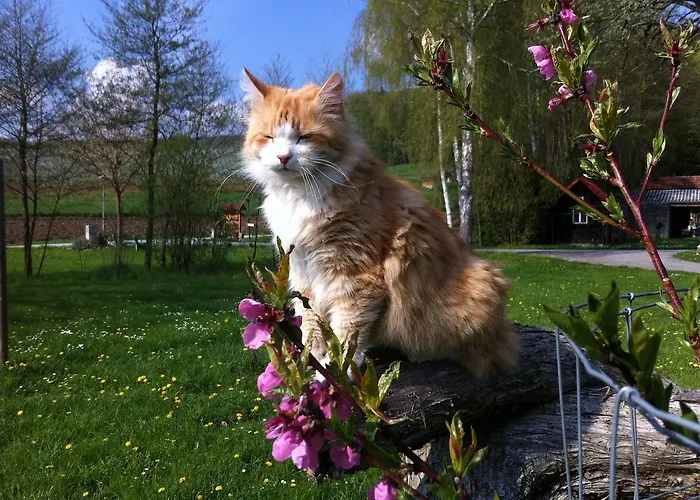 Fruehstueckspension Krump 住宿加早餐酒店